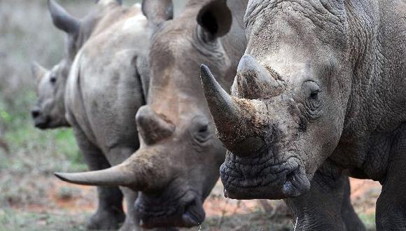 En ciertos mercados asi&aacute;ticos el cuerno de rinoceronte vale m&aacute;s que el oro. (Foto: AFP)