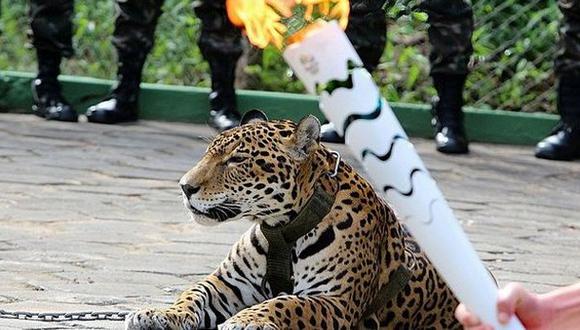 El triste final del jaguar exhibido con la antorcha olímpica