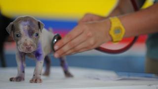 Día del Médico Veterinario: ¿por qué se celebra el 8 de julio en el Perú? 