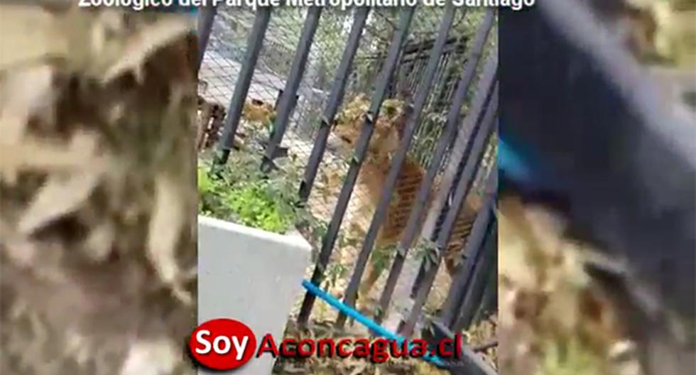 El joven se desnudó e incitó a los leones a atacarlo en un zoo de Chile. Resultó herido de gravedad. (Foto: YouTube)