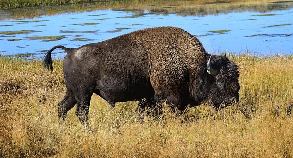 El bisonte europeo moderno apareció en el continente hace unos 120.000 años tras un proceso de hibridación. (Foto: Getty Images)