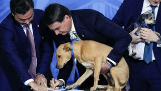 Brasil: Jair Bolsonaro sanciona ley que endurece penas para el maltrato a perros y gatos