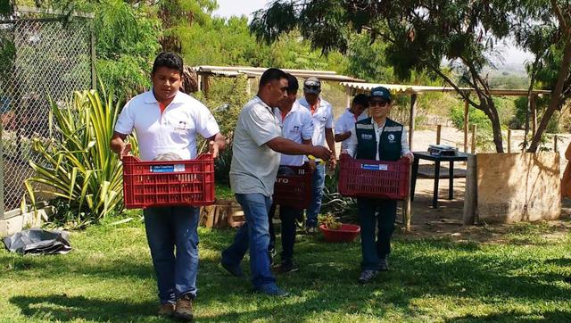 Piura: 26 tortugas galápagos que fueron rescatadas son devueltas a Ecuador