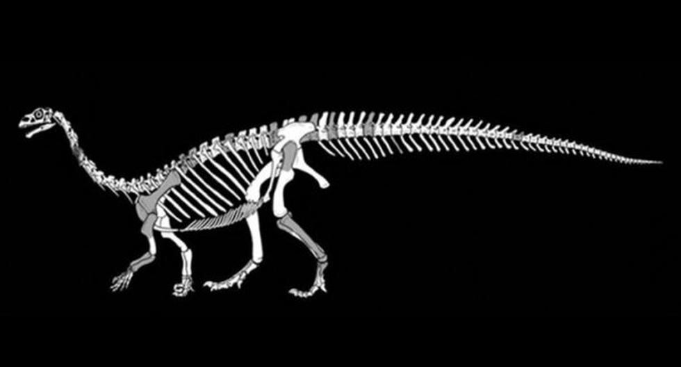 Una nueva especie de dinosaurio. (Foto: Actualidad.rt.com)