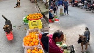 Un perro realiza las compras todos los días y no se deja estafar por los comerciantes