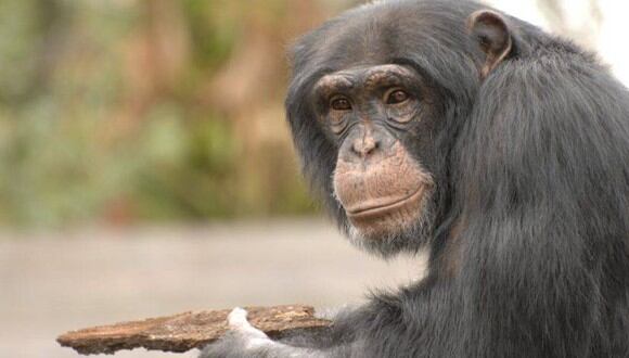 Los monos son más inteligentes de lo que uno cree. (Foto: TheBusyBrain/Flickr)