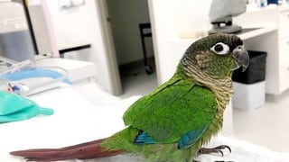 Joven veterinaria le realiza un trasplante de plumas a un lorito para que pueda volver a volar