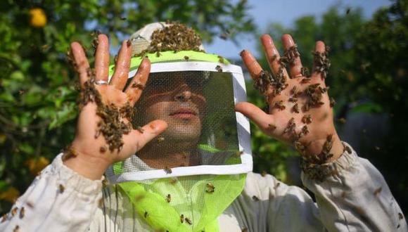 Las abejas generan un veneno conocido como apitoxina. (Foto: AFP)
