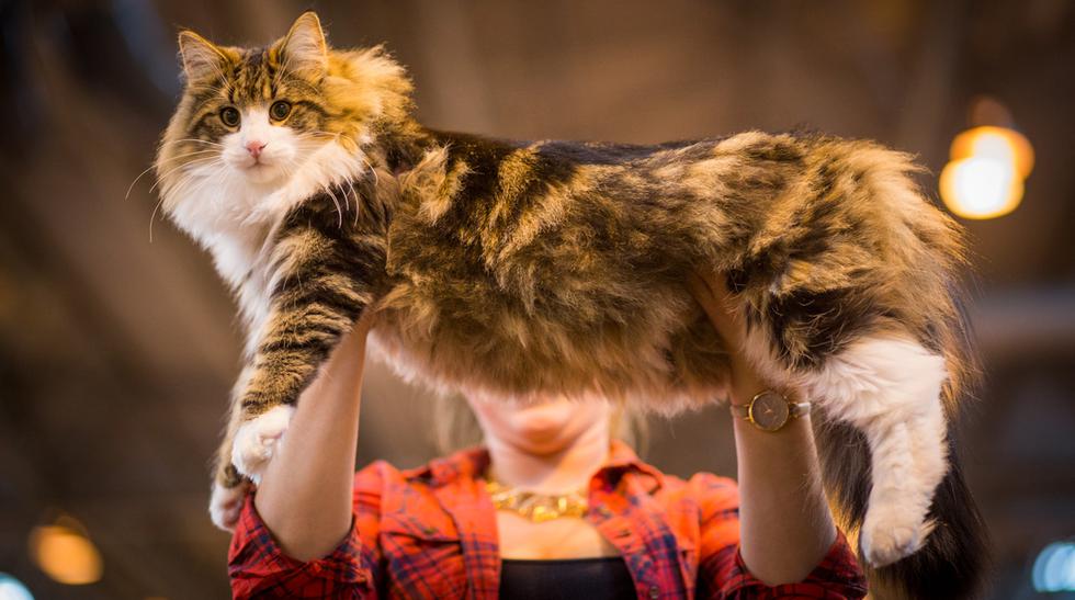 Supreme Cat Show Conoce este concurso de belleza para gatos VIU EL