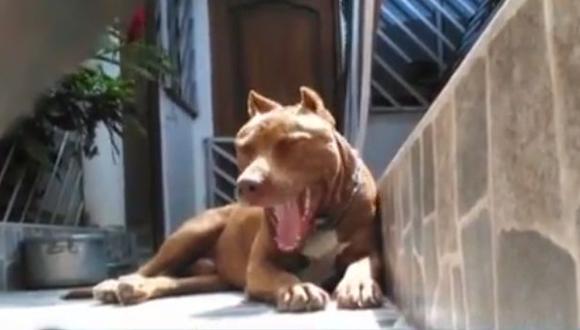 Miembros del serenazgo de Chiclayo esperan que el perro salga de su casa para encerrarlo.(Captura de Latina)