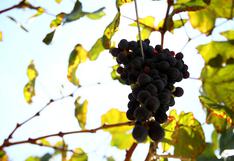 Beta prevé incrementar en un 15% su producción de uvas durante este año 