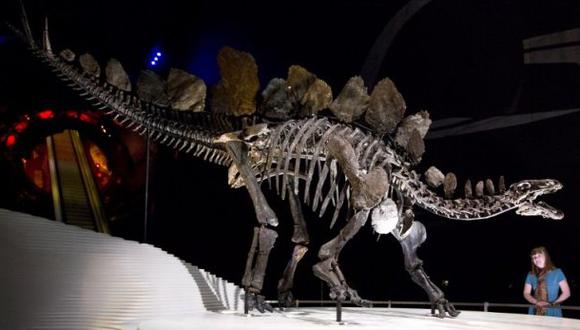 Determinan la masa corporal del esqueleto de un estegosaurio