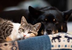 ¿Cómo afecta el frío a los perros y gatos? Esto indican los especialistas