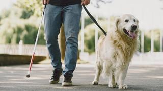 WUF: perros de terapia y perros de asistencia, ¿cuál es su trabajo y en qué se diferencian?