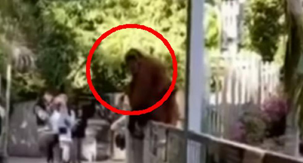Orangután escapa de su recinto y asusta a visitantes de zoológico. (Foto: Captura YouTube)