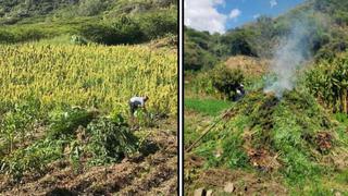 La Libertad: PNP incinera más de 11 mil plantones de marihuana escondidos en sembraderos de maíz