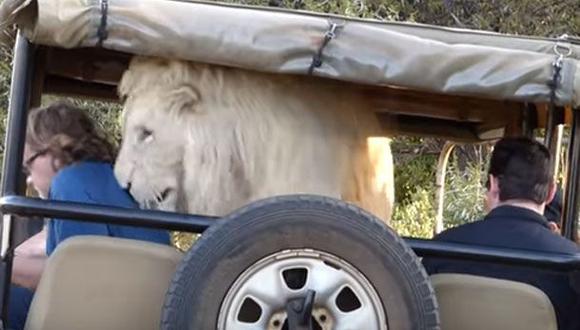 YouTube: León blanco salta a camioneta y asusta a turistas en Sudáfrica.