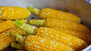El maíz transgénico no deja efectos nocivos, según estudio