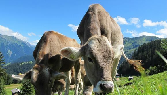 La enfermedad de las vacas locas puede poner en riesgo la salud alimentaria. (Pixabay)