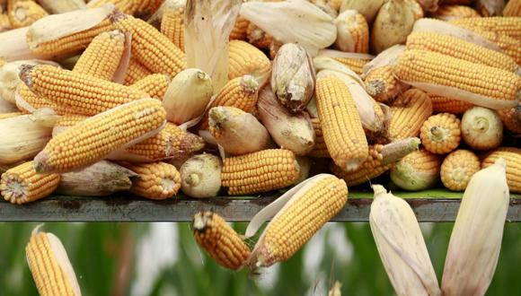 Genética: gen en cereales que podría mejorar el arroz y el maíz