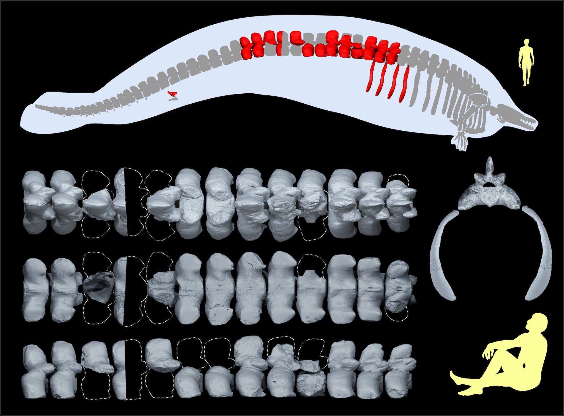 Se encontraron vértebras y costillas. En el gráfico se aprecia la proporción en tamaño, en comparación con un adulto.