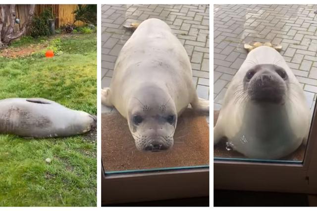 Un león marino protagoniza esta historia viral en Washington.