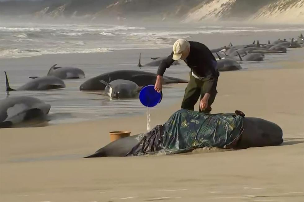 En esta imagen tomada de un video, un rescatista vierte agua sobre una de las ballenas varadas en Ocean Beach, cerca de Strahan, Australia, el miércoles 21 de septiembre de 2022. (Australian Broadcasting Corporation vía AP)