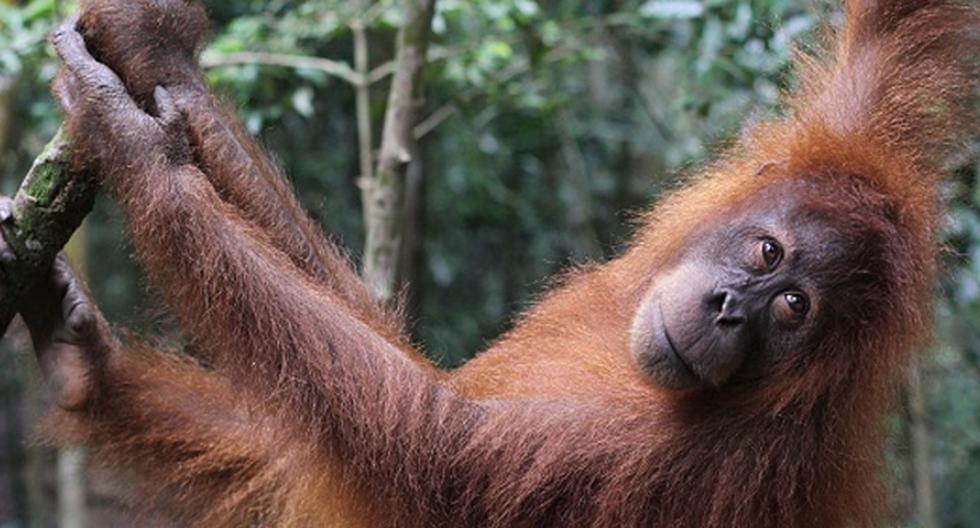 Un equipo de científicos ha demostrado que los chimpancés, orangutanes y bonobos tienen la capacidad de leer la mente. (Foto: Getty Images)