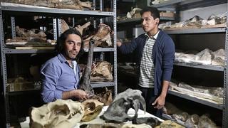 “El paleontólogo halla evidencia de evolución en cada resto”