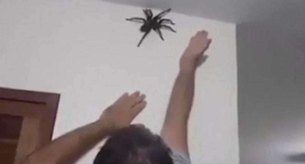 Atrapó a la araña de una forma inimaginable. (Foto: captura YouTube)