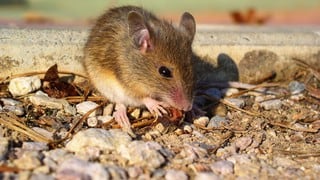 Todo sobre el hantavirus, la enfermedad que causó pánico en China por una  muerte repentina