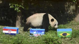 China prohíbe usar pandas como adivinos del Mundial