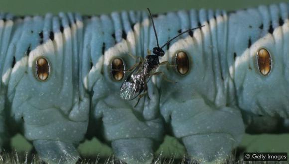 Algunos insectos pueden ser muy útiles para controlar plagas de los cultivos, siempre y cuando se utilicen apropiadamente. (Foto: Getty Images)