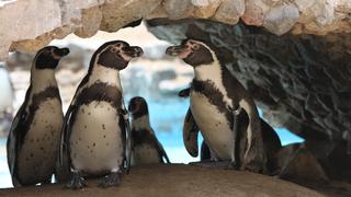 Pingüinos del Parque de Las Leyendas celebrarán su día