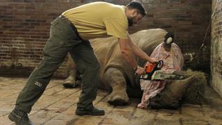 Zoológico corta cuernos a rinocerontes para que no los maten