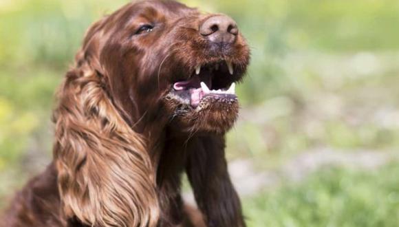 Estornudo inverso en perros: qué es y cuáles son las razas que lo sufren