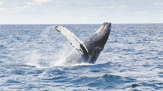 El estremecedor video donde una ballena captura con la boca a dos mujeres en California