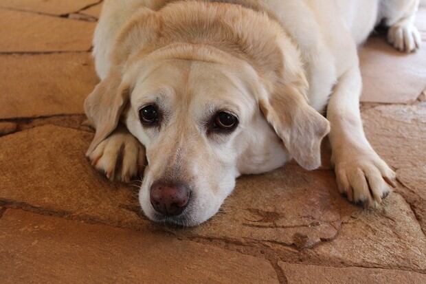 ¿Cómo solucionar el insomnio en mi perro? ¿Cómo hacer que duerma por las noches? (Foto: MorgueFile)