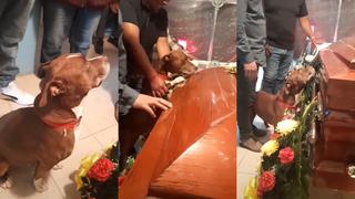 México: la despedida más triste de un perrito en el funeral de su dueña que emociona a usuarios de TikTok