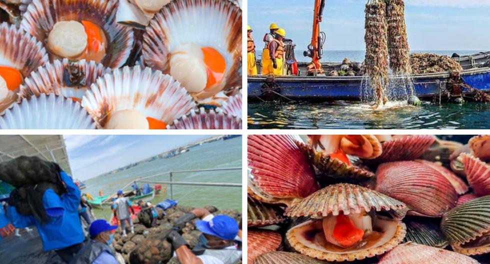 La actividad de exportación de conchas de abanico es uno de los mayores generadores de ingresos a la economía de Sechura, Piura.