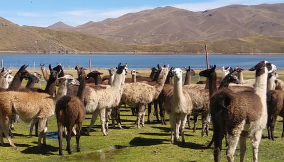 Puno: INIA identifica altos niveles de proteína en la leche de llama que supera al de la vaca y puede usarse para el consumo humano, lo cual beneficiaría a la economía de unos 45 mil criadores de este camélido. (Foto: INIA - Minagri)