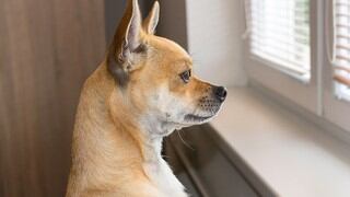 Perro se las ingenia y utiliza a su hermano para observar la calle desde la ventana 