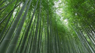 Serfor propone elaborar Plan Nacional de Bambú para potenciar desarrollo de cultivo