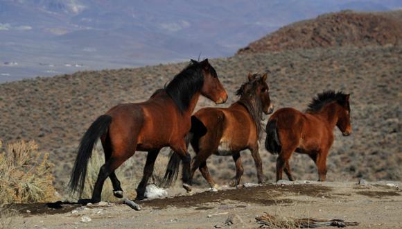 En EE.UU. buscan controlar población de caballos salvajes