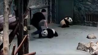 [VIDEO] Maltrato a 2 pequeños pandas en zoológico de China enardece las redes sociales