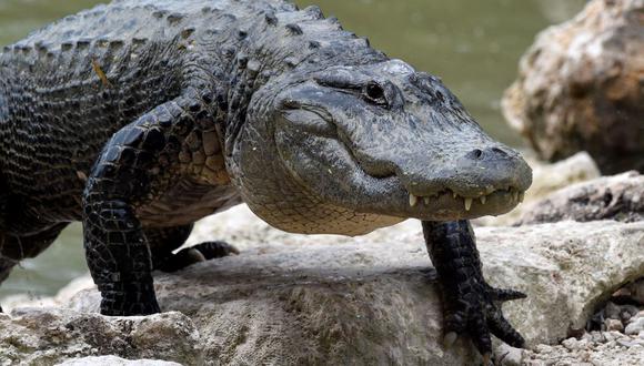 Un caimán americano sale de una laguna en Everglades Alligator Farm, en Homestead, Florida, el 24 de junio de 2016. (Foto referencial, RHONA WISE / AFP).