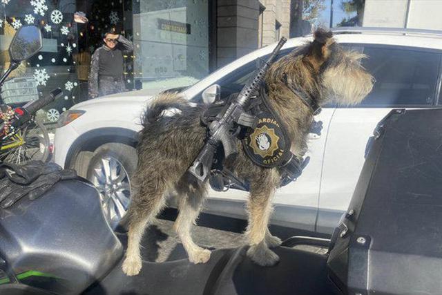 Panadería contrató a perrito como guardia de seguridad. Inspira respeto y ternura con su uniforme. (Facebook | Ramón Ramírez)