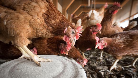 Las autoridades de Holanda sacrificaron a unos 190.000 gallinas y pollos debido a la gripe aviar. (Foto referencial: Pixabay).