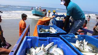 Fenómeno de El Niño favorece la pesca en Lambayeque [FOTOS]