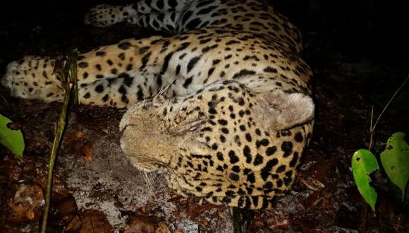 El jaguar es una especie Vulnerable en Surinam debido a su caza furtiva. Foto: World Animal Protection.